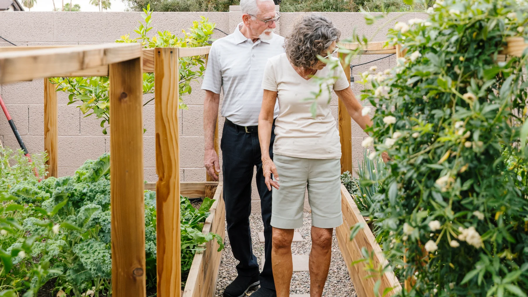 An older couple in their backyard garden, the wife reaching into a flowering vine among raised vegetable beds